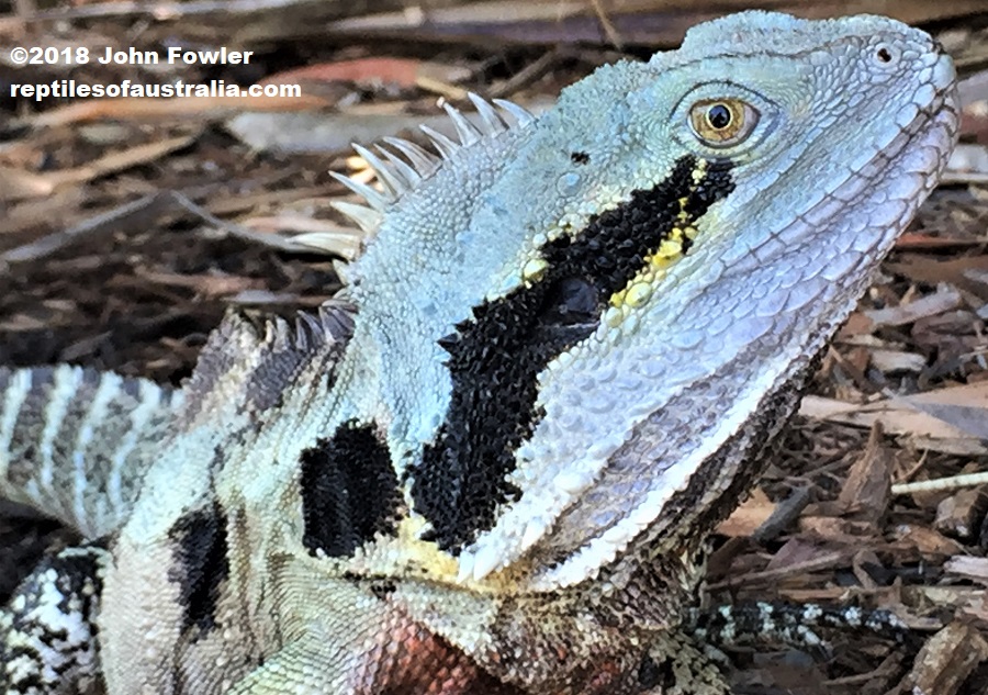 Eastern Water Dragon Intellagama lesueurii lesueurii